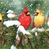 Birds in Winter Birds Paint By Numbers
