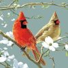Cardinals Bird Birds Paint By Numbers