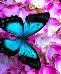 Butterfly On Roses Paint By Numbers