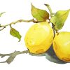 Lemons Paint By Numbers