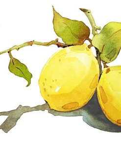 Lemons Paint By Numbers