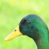 Aesthetic Mallard Duck Paint By Numbers