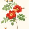 Austrian Briar Vintage Rose Paint By Numbers