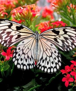 Black And White Butterfly Art Paint By Numbers