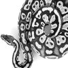Black And White Royal Python Paint By Numbers