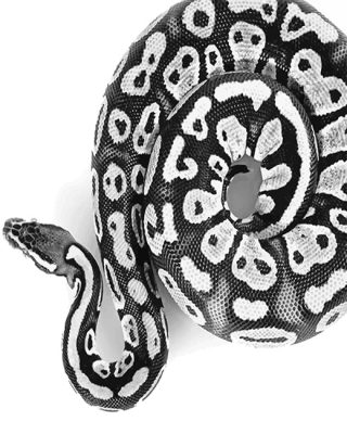 Black And White Royal Python Paint By Numbers