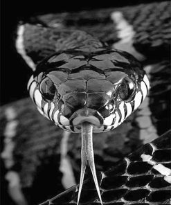 Black And White Snake Paint By Numbers