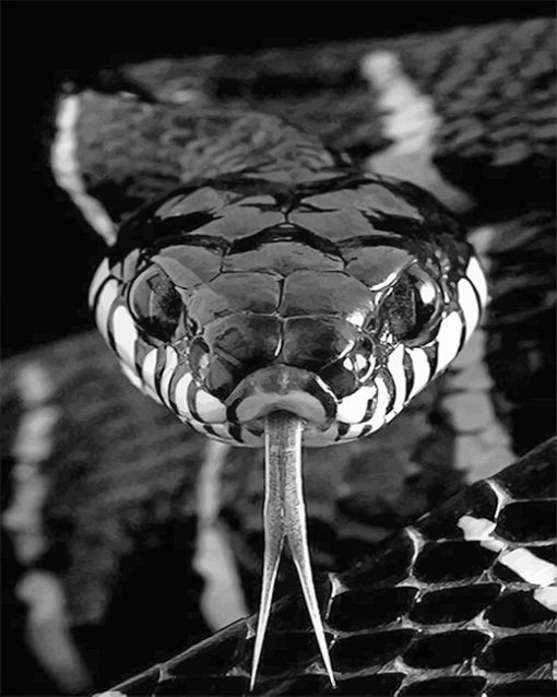Black And White Snake Paint By Numbers