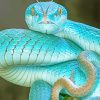 Blue Pit Viper Paint By Numbers