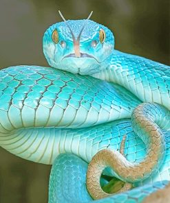 Blue Pit Viper Paint By Numbers