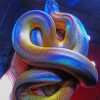 Colorful Albertis Python Paint By Numbers