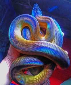 Colorful Albertis Python Paint By Numbers