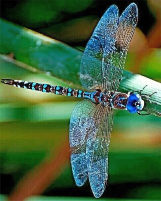 Colorful Dragonfly Art Paint By Numbers