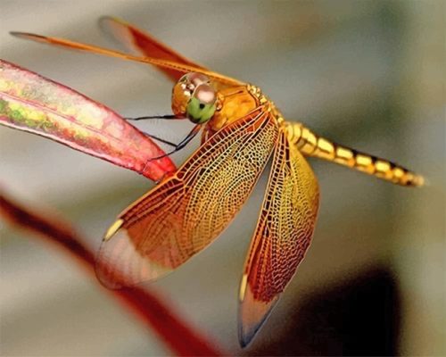 Dragonfly Art Paint By Numbers