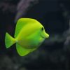 Green Fish Aquarium Paint By Numbers