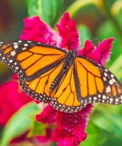 Monarch Butterfly Art Paint By Numbers