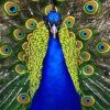 Peacock Bird Paint By Numbers