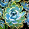 Plant Succulent Paint By Numbers