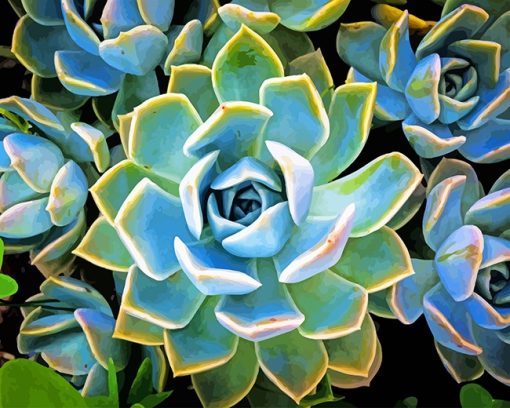 Plant Succulent Paint By Numbers
