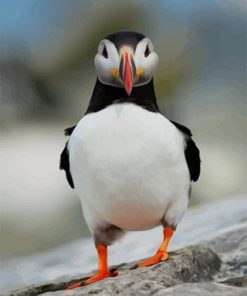 Puffin Funny Paint By Numbers