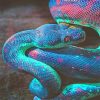 Rainbow Shimmering Snake Paint By Numbers
