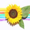Rainbow Sunflower Paint By Numbers