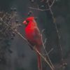 Red Cardinal Paint By Numbers