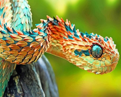 Spiny Bush Snake Paint By Numbers