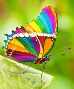 Beautiful Rainbow Butterfly Paint By Numbers