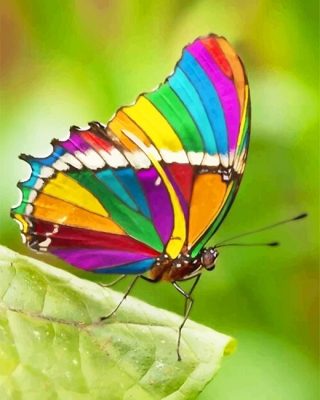 Beautiful Rainbow Butterfly Paint By Numbers