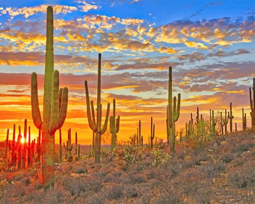 Cactus Arizona Desert Paint By Numbers