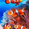 Colorful Clownfish Paint By Numbers