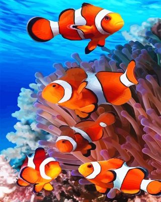 Colorful Clownfish Paint By Numbers