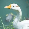 Cute White Duck Paint By Numbers