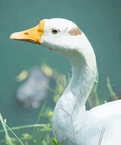 Cute White Duck Paint By Numbers