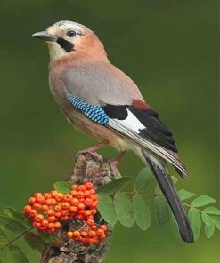 Eurasian Jay Bird Paint By Numbers