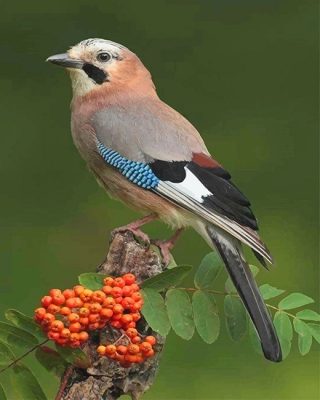 Eurasian Jay Bird Paint By Numbers