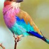 Lilac Breasted Roller Paint By Numbers