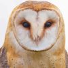 Tawny Owl Paint By Numbers