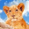 Lioness Under Blue Sky NEW Paint By Numbers