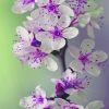 Purple Orchid Paint By Numbers