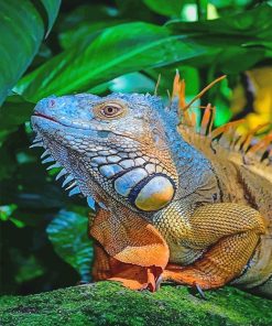 Big Iguana Paint By Numbers