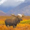Big Moose Paint By Numbers