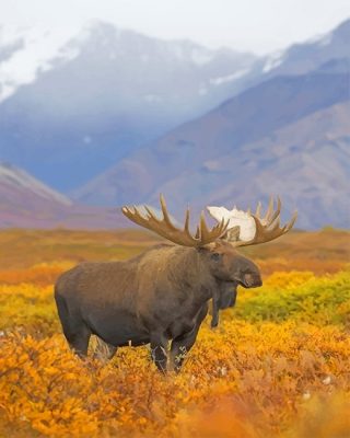 Big Moose Paint By Numbers