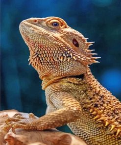 Lizard Bearded Agama Paint By Numbers