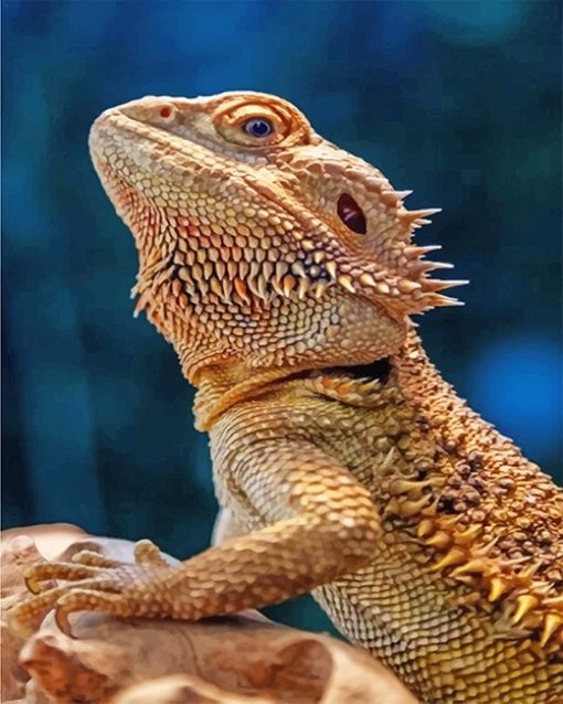 Lizard Bearded Agama Paint By Numbers