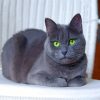 Russian-Blue-kitty-paint-by-numbers