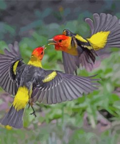 Western Tanager Birds Paint by numbers