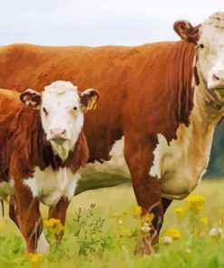 Hereford Cows Animals Paint By Numbers