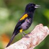 Variable Oriole Paint By Numbers